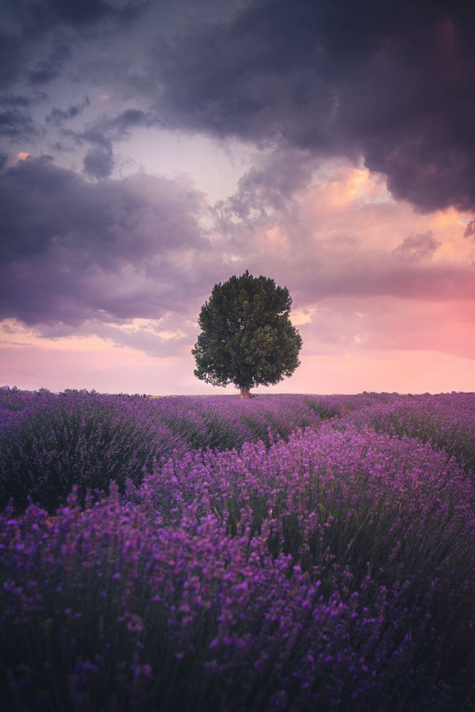 Lavender Fields, Isparta von Cuma Cevik