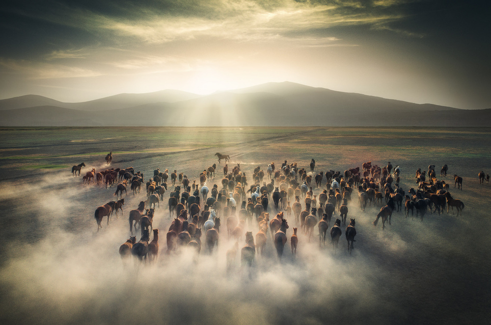 Wild Horses von Cuma Cevik