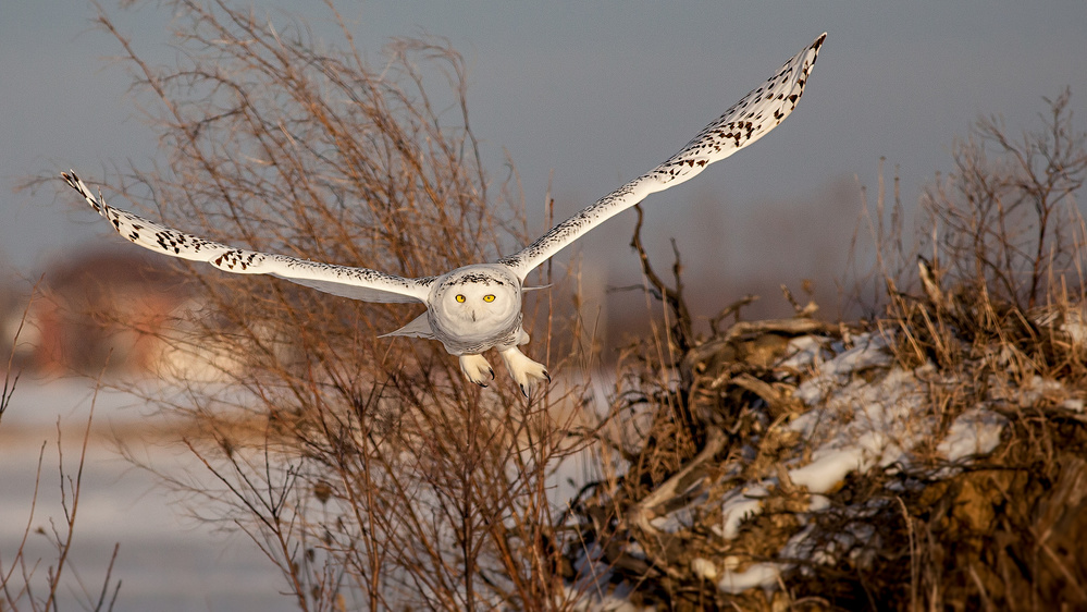 Snowy Owl von D. Sarma