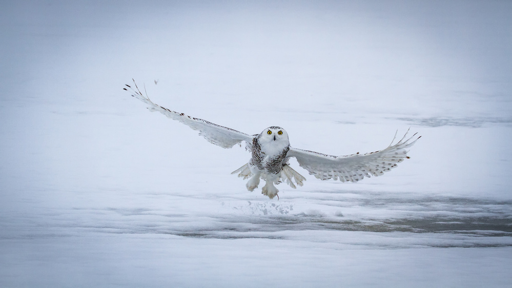 Snowy Owl - success II von D. Sarma