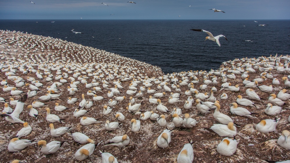 Gannet colony on Bonaventure Island von D. Sarma