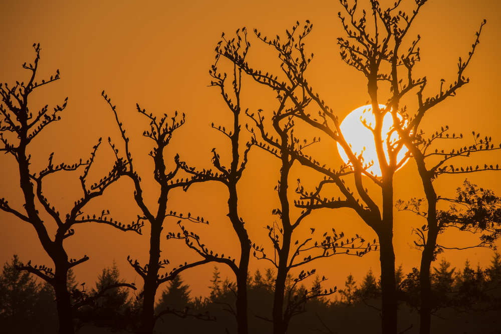 Starlings in the evening von daan meeusen