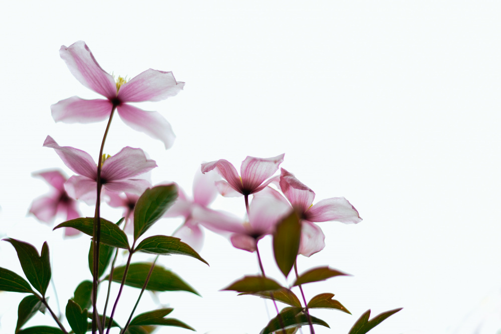 Clematis Blooms - High Key von Dahlia Ambrose