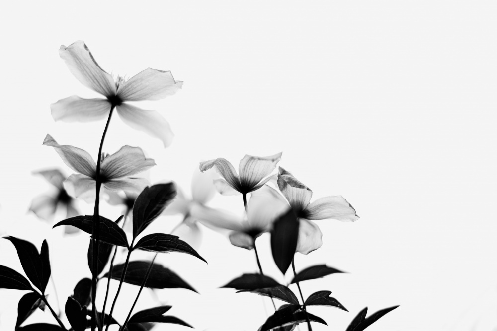 Clematis Blooms - High Key in Black and White von Dahlia Ambrose