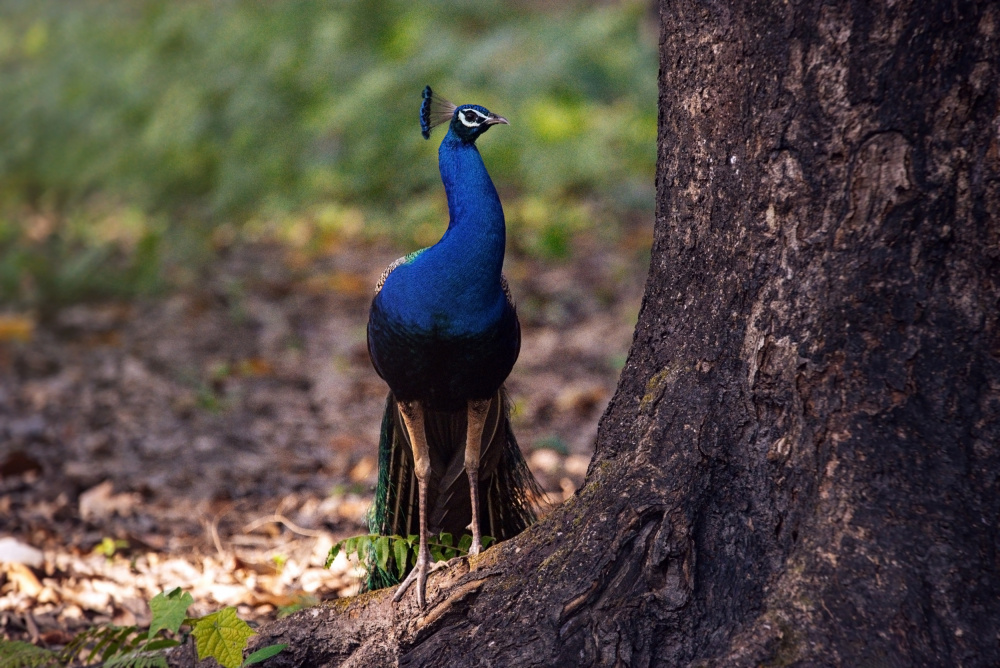 Peacock by A Large Tree von Dahlia Ambrose