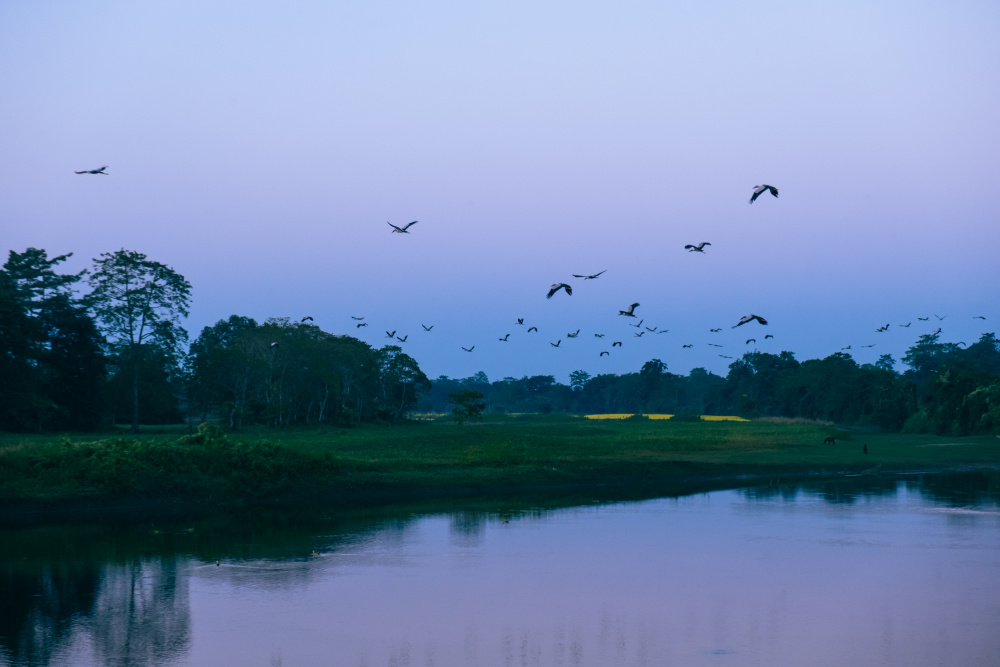 Flock of Birds During The Blue Hour von Dahlia Ambrose