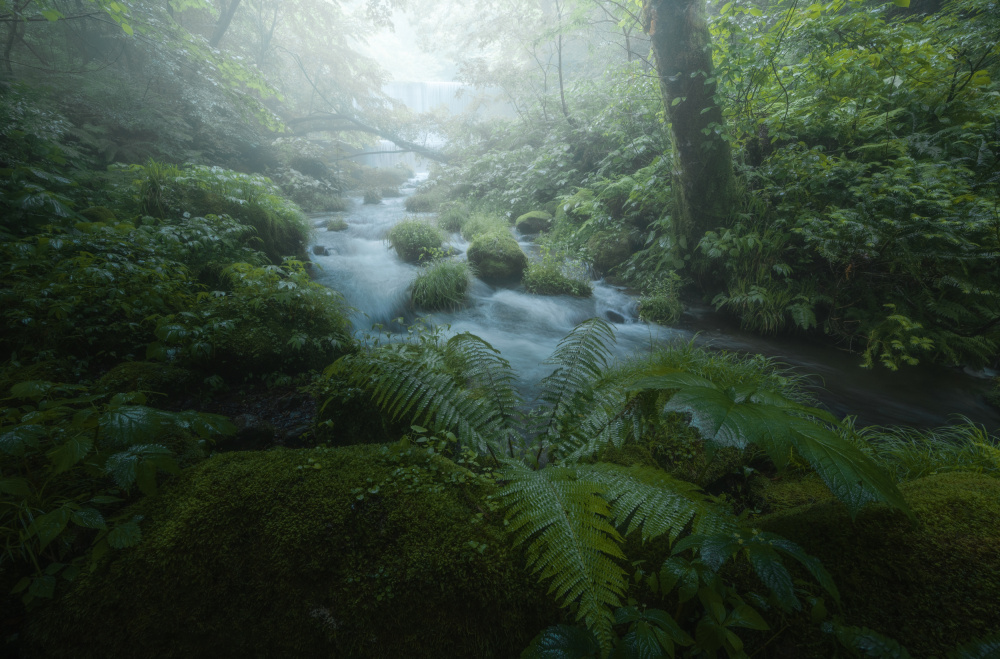 Fresh green waterside von Daiki Kuroda