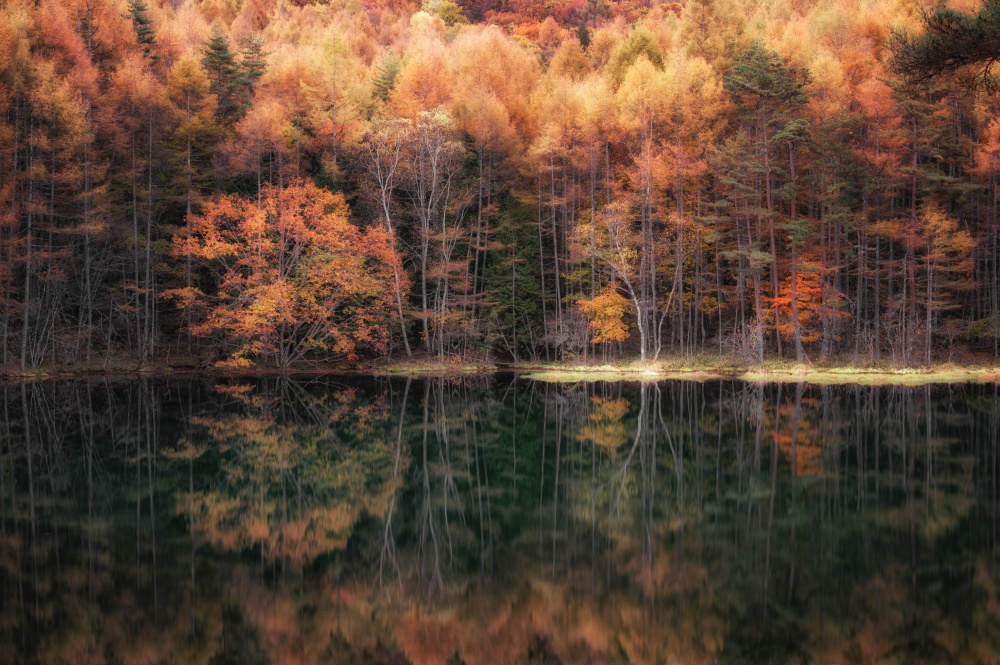 Beautiful reflection in Autumn von Daiki Suzuki