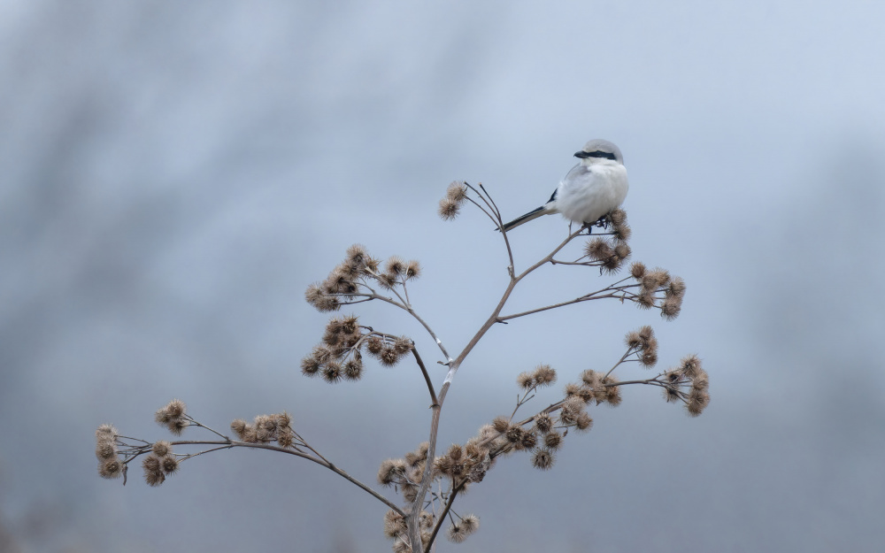 Great grey shrike von Damian Stopczynski