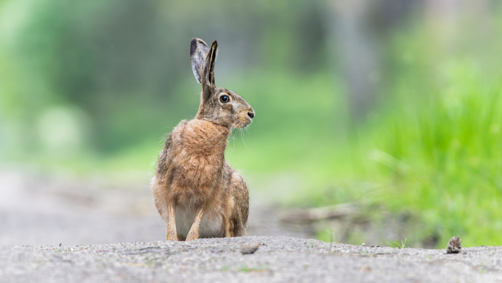 Hare von Damian Stopczynski