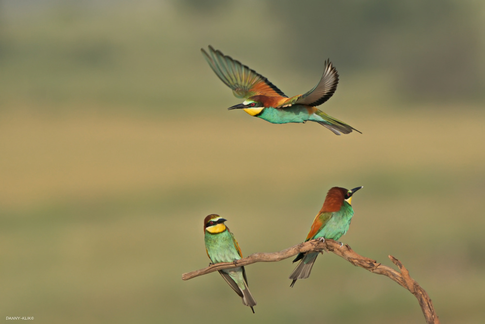 Bee-eaters von Dan Gdalevitz