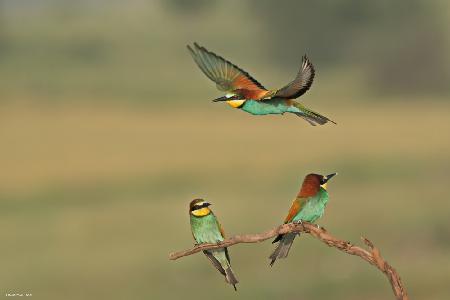 Bee-eaters