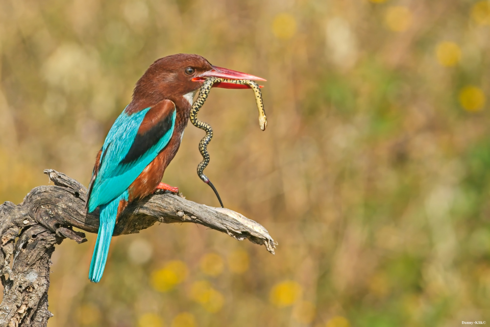 Long breakfast von Dan Gdalevitz