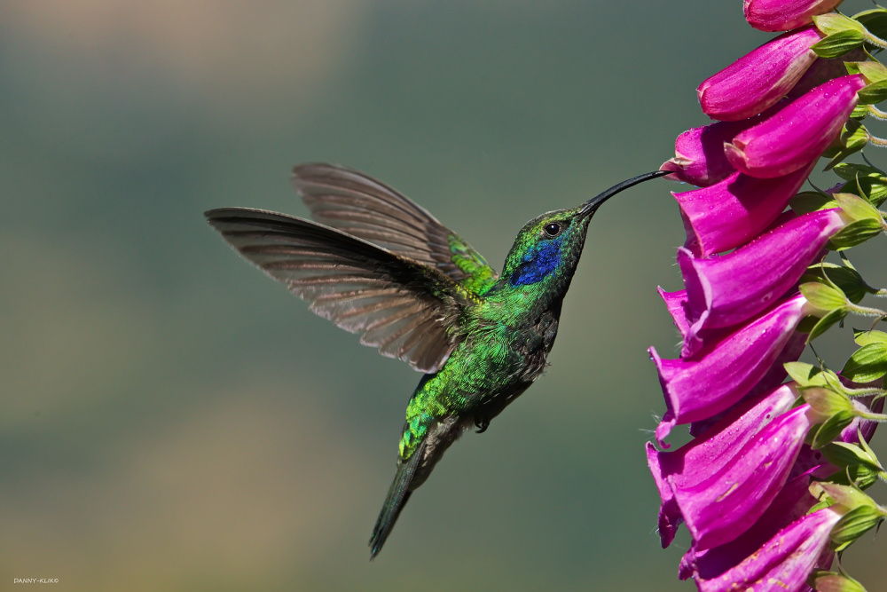 Black-chinned Hummingbird von Dan Gdalevitz