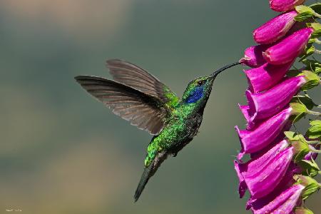 Black-chinned Hummingbird