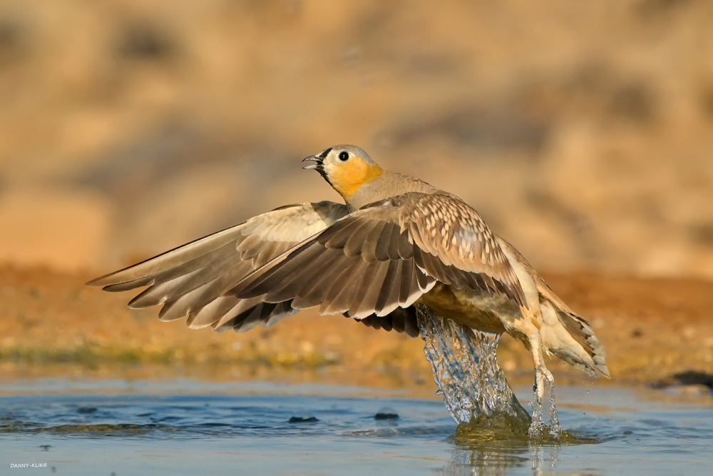 Takes off von Dan Gdalevitz