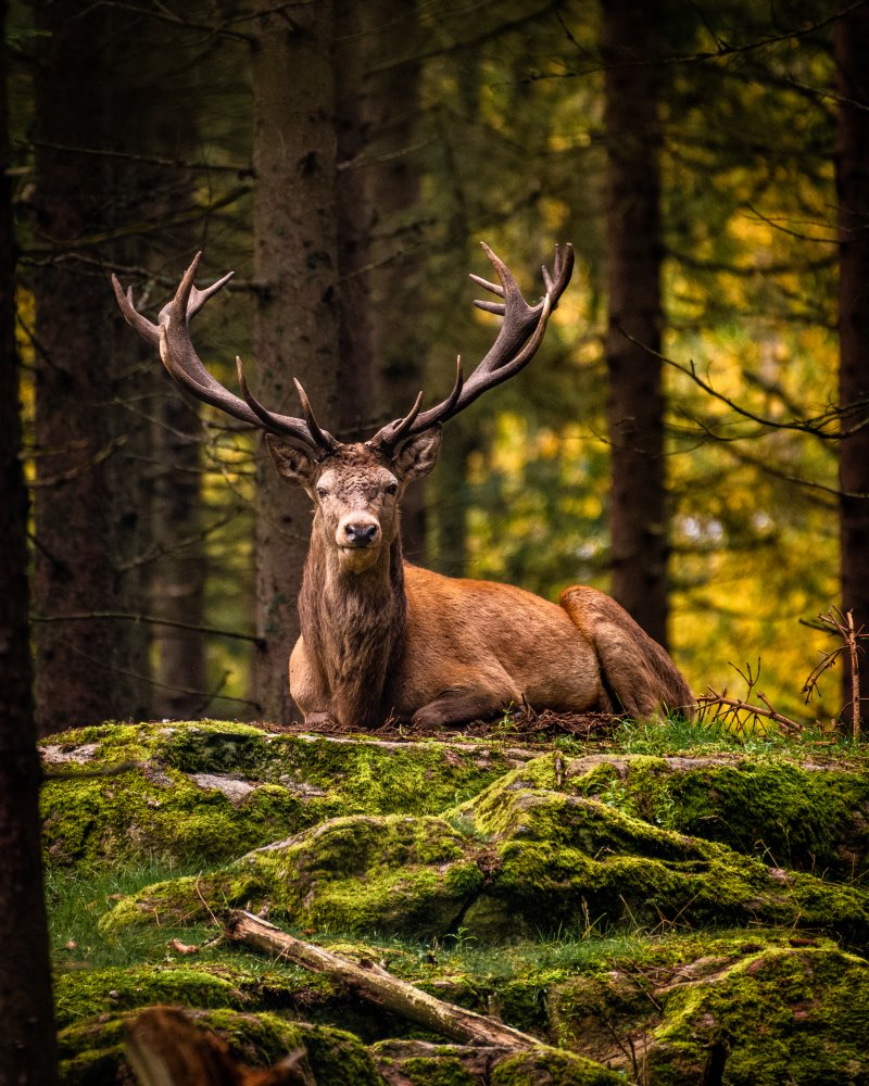 Crown of a king von Dan Larsson