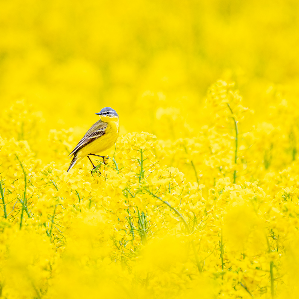 Yellow wagtail von Dan Larsson