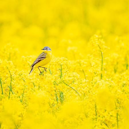 Yellow wagtail