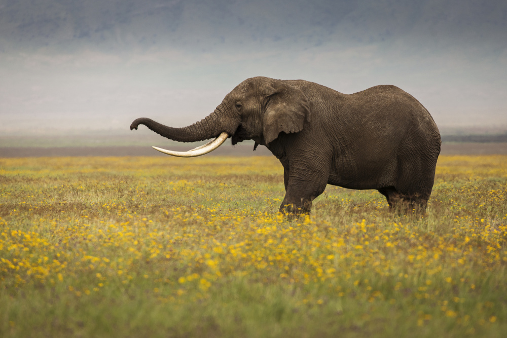 Elephant during safari von Dan Mirica