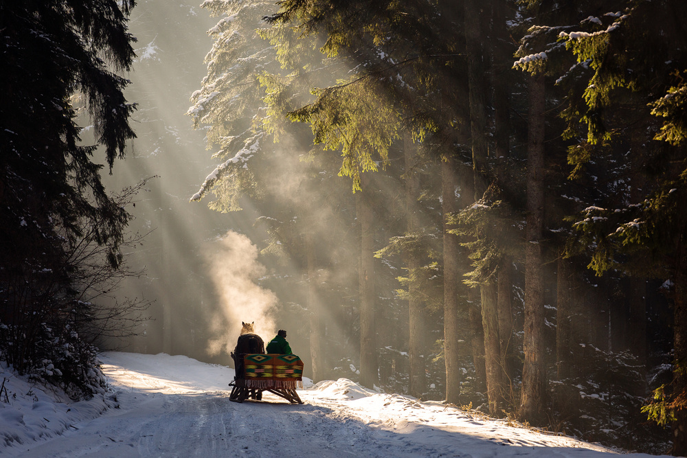 Into the forest von Dan Mirica