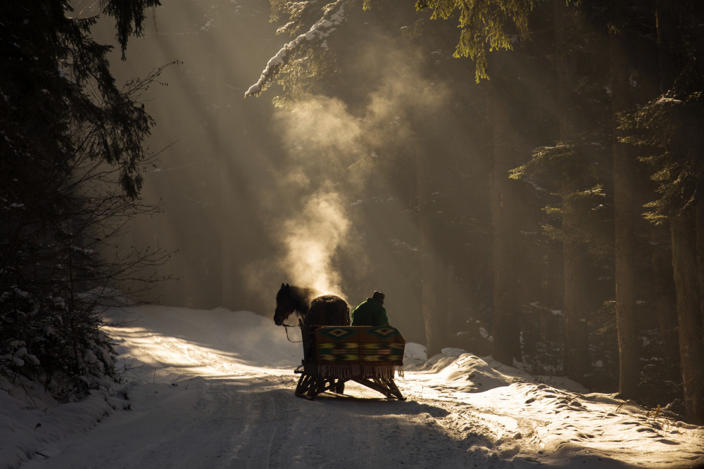 Into the forest von Dan Mirica