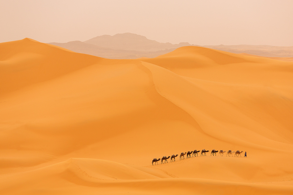 Camels caravan in Sahara von Dan Mirica