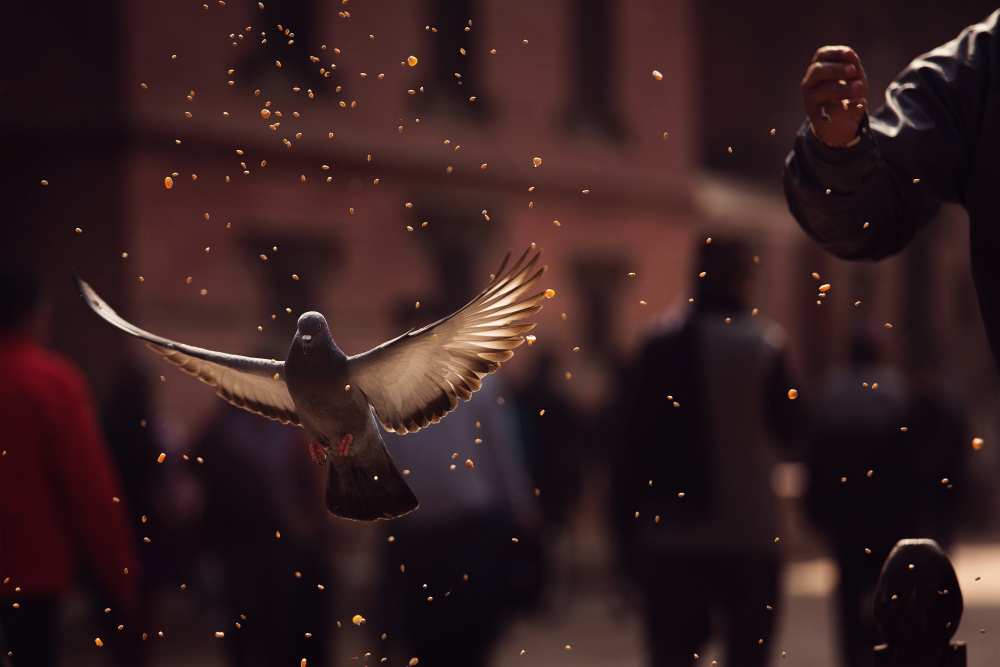 Pigeons in Patan Square, Kathmandu-Nepal von Dan Mirica