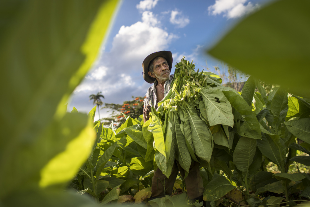 Tobacco harvesting - Vinales, Cuba von Dan Mirica