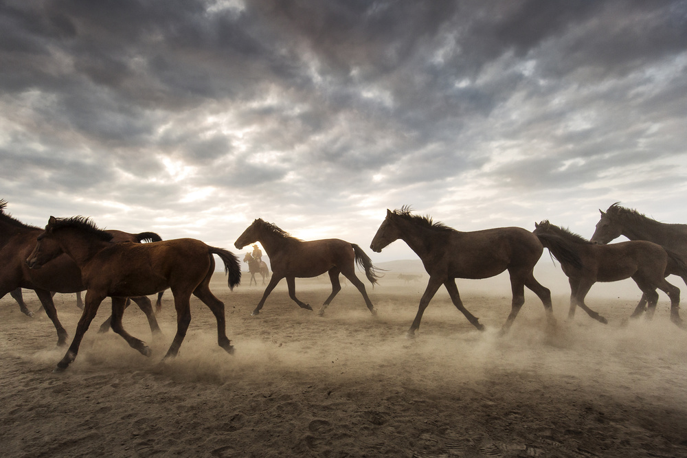 Wild horses von Dan Mirica