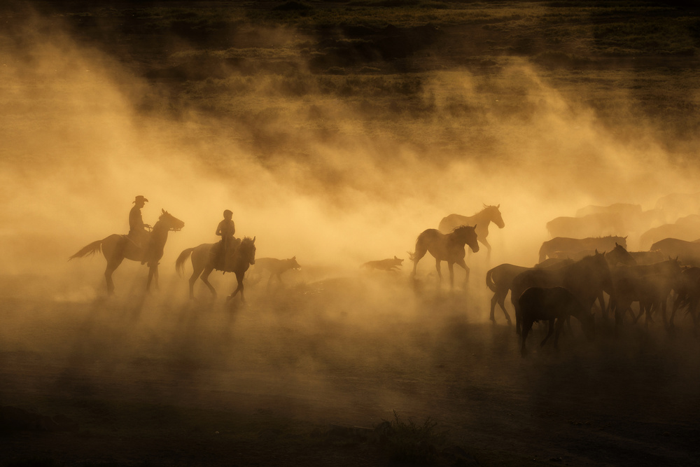 Wild horses of Cappadocia von Dan Mirica