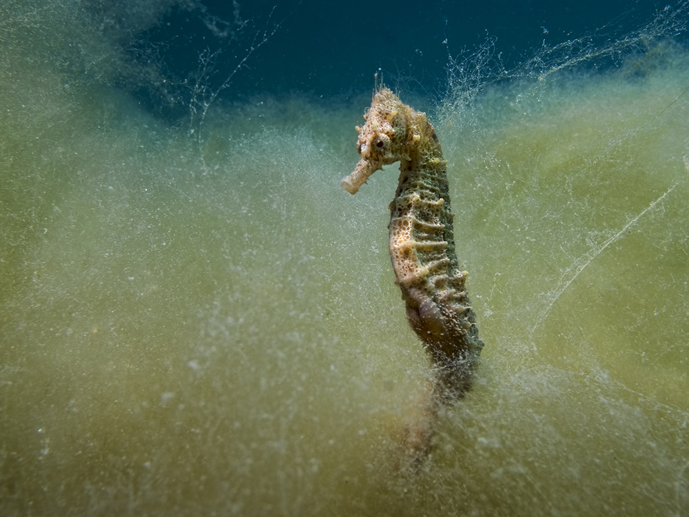 Seahorse in a sea of seaweed von Dani Barchana