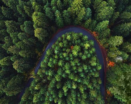 Through the Forest