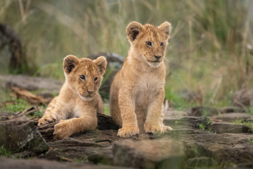 Little lion cubs von Daniel Katz