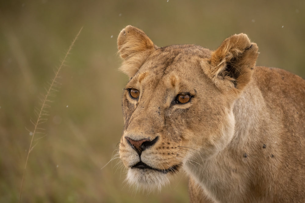 Lioness von Daniel Katz