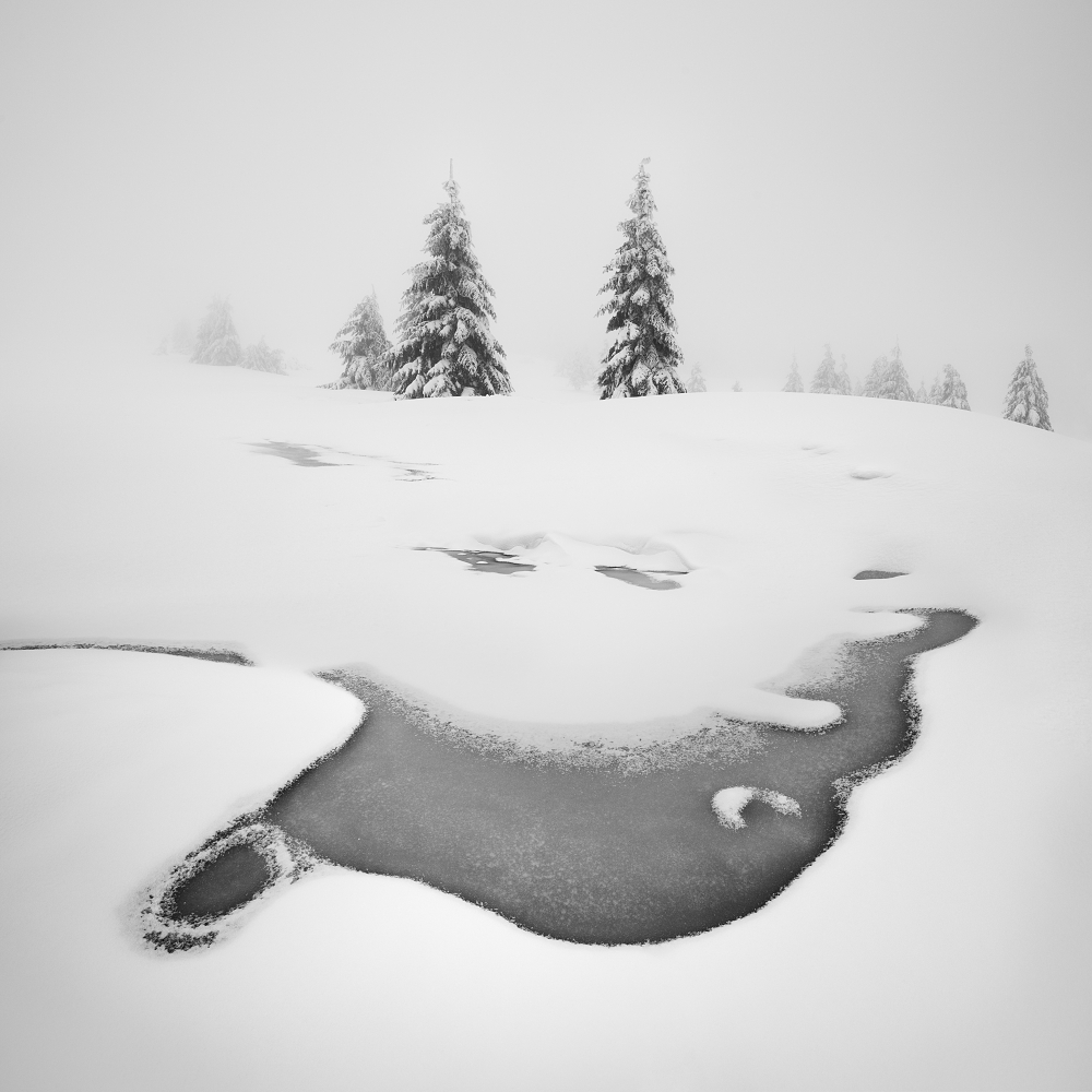 Frozen swamps von Daniel Rericha