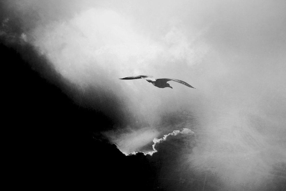 seagull von Daniela Riegler