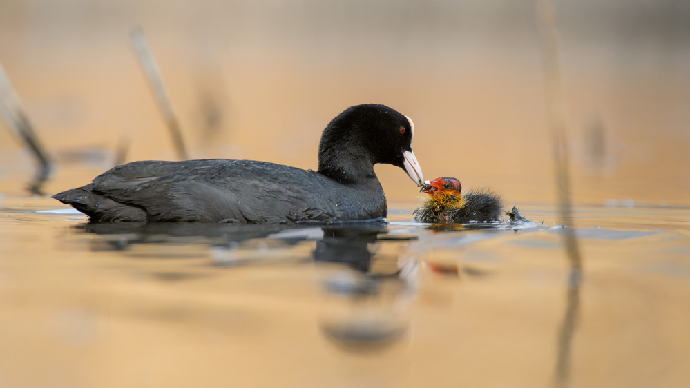 mothers love von Daniele Bariviera