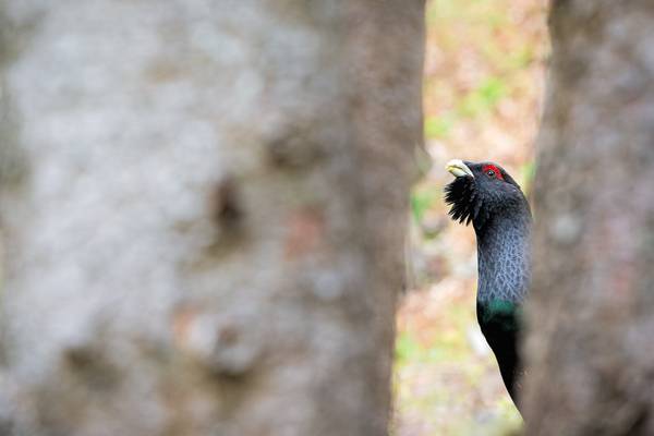 Ritratto de Gallo Cedrone von Daniele Bariviera