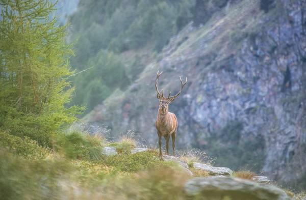 The deer von Daniele Bariviera