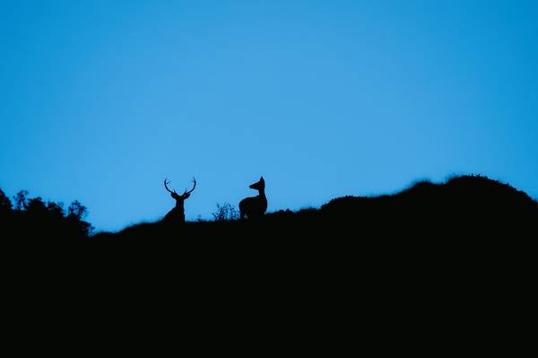 The deers ambient von Daniele Bariviera