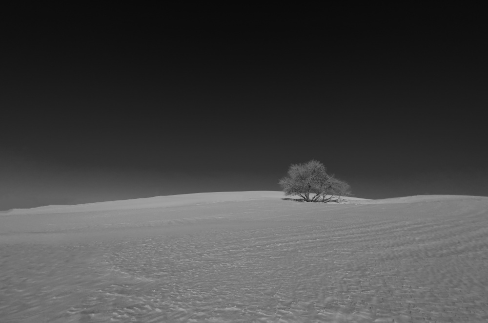 Lonely Tree von Danling Gu