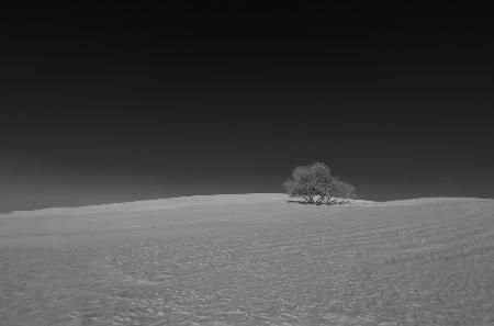 Lonely Tree