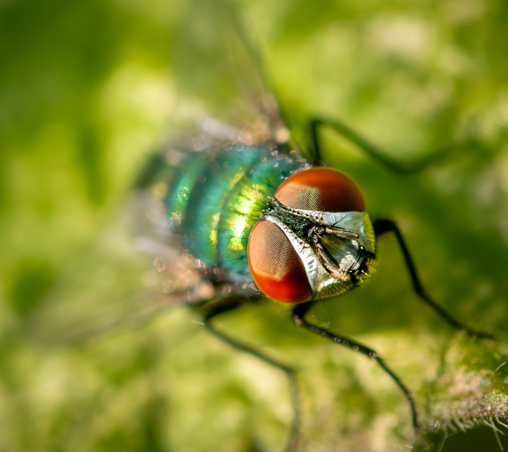 Greenbottle von Danny Mendoza