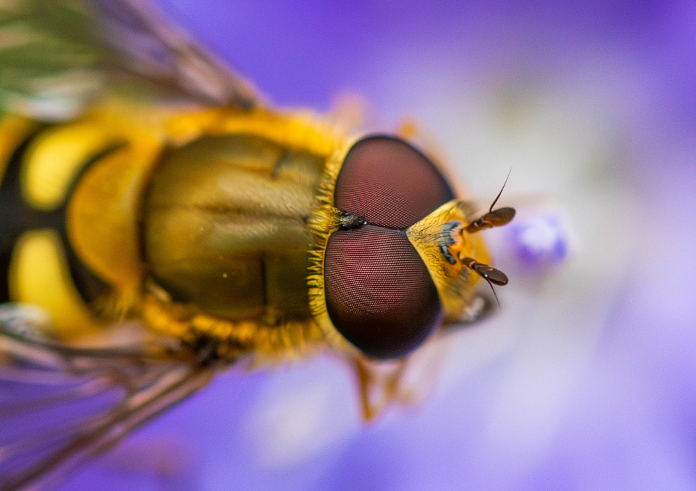 Marmalade Hoverfly von Danny Mendoza