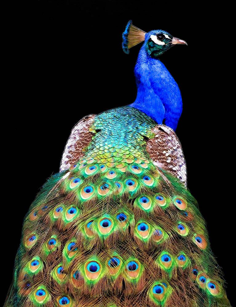 Pfau von Danny Mendoza