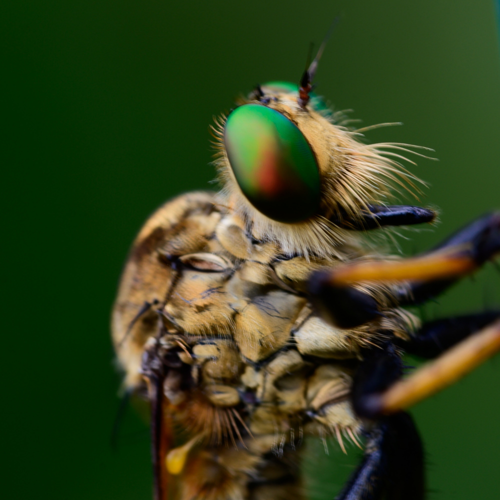 robber fly von Danny O