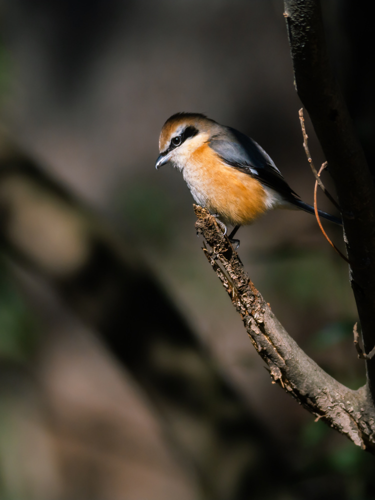 Bull-headed shrike von Danny O