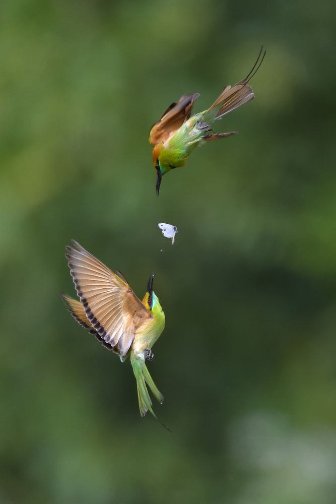 Bee-eater von Dao Tan Phat