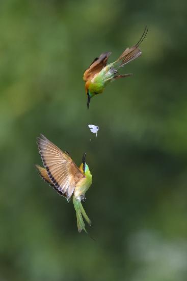 Bee-eater